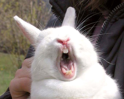 Rabbit Yawn