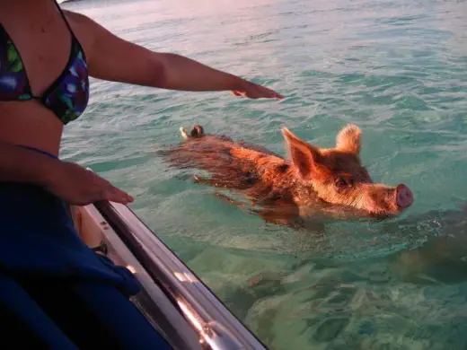 Swimming Pigs