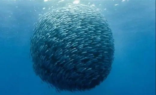 School of Fish in a Sphere