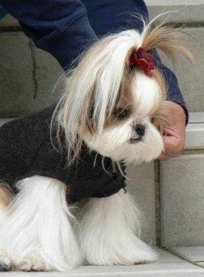 Cute Hairstyle For Dogs