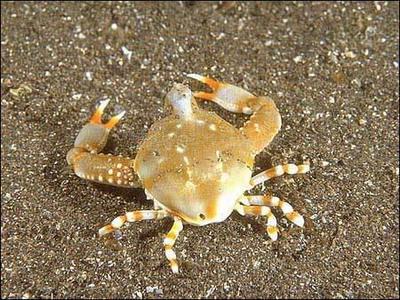 Eccentric Crab