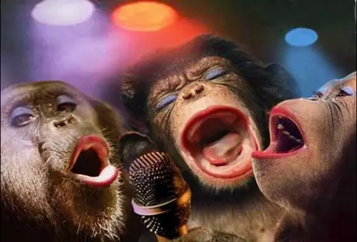 The New Single Monkeys