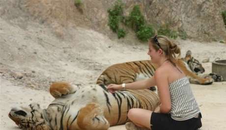 The Tiger Temple