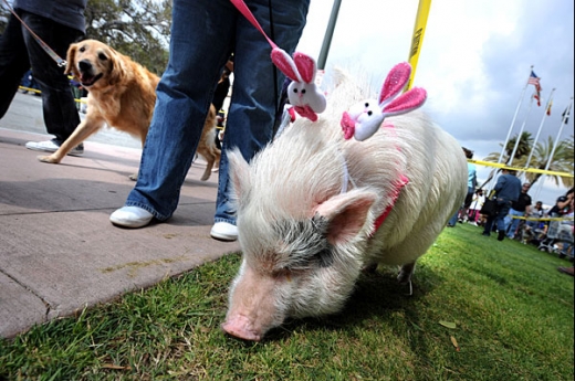 Animals Celebrating Easter