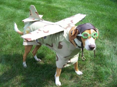 Dogs in Costume