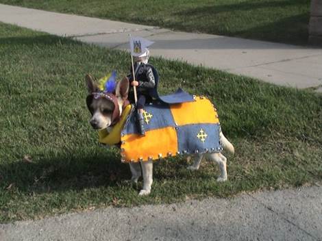 Dogs in Costume