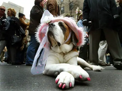 Dogs in Costume