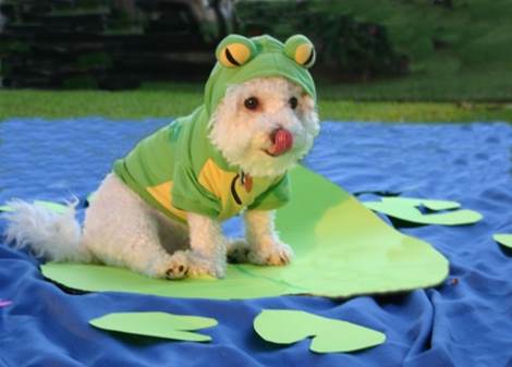 Dogs in Costume