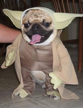 Dogs in Costume