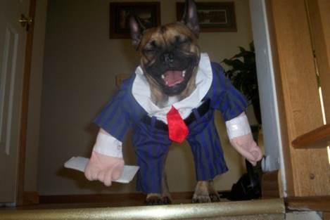 Dogs in Costume