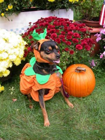 Dogs in Costume