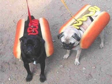 Dogs in Costume