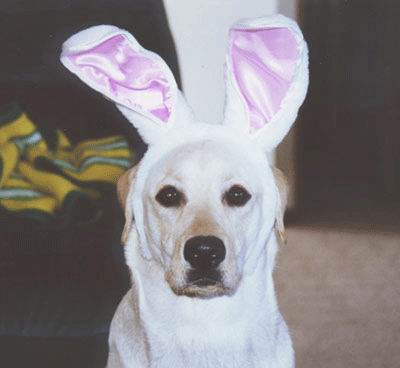 Dogs in Costume