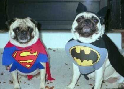 Dogs in Costume