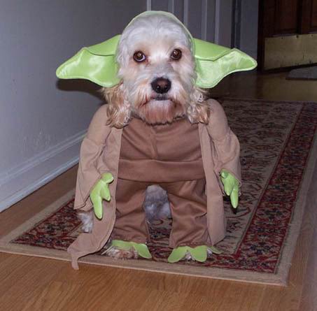 Dogs in Costume