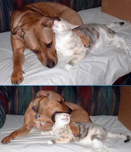 Dog Eats A Cat