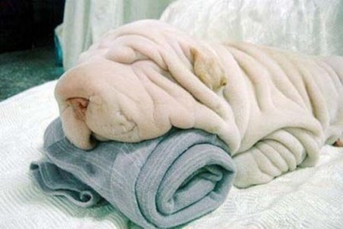 Dog or Towel?