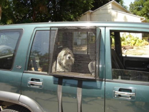 Dog Window