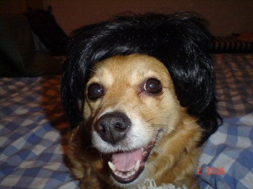 Dogs With Wigs