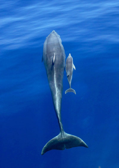 Dolphin