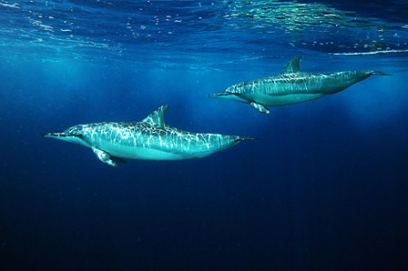 Friendly Dolphins