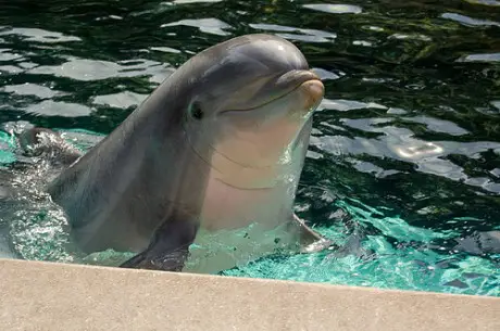 Friendly Dolphins