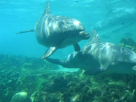 Friendly Dolphins