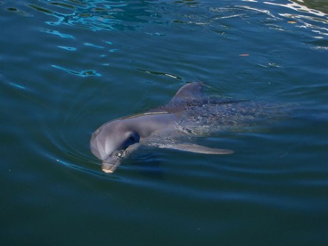 Friendly Dolphins