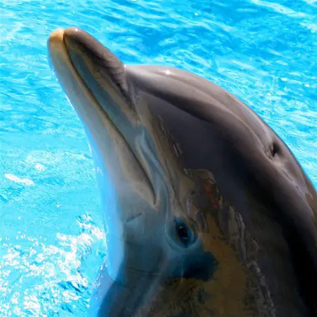 Friendly Dolphins