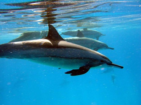 Friendly Dolphins