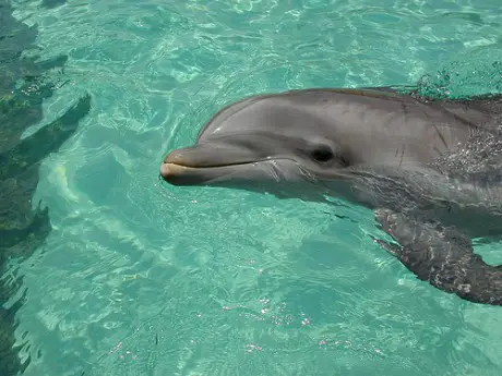 Friendly Dolphins