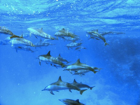 Friendly Dolphins