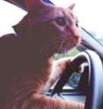 Driving Animals