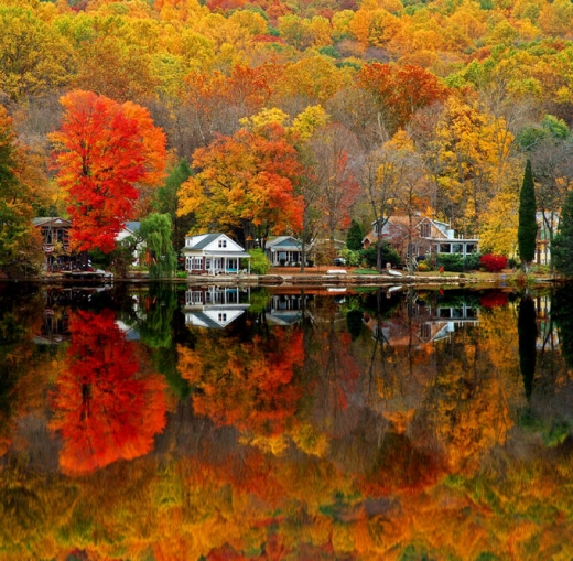 Tree Reflection