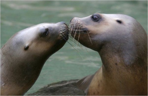 Animals Kissing