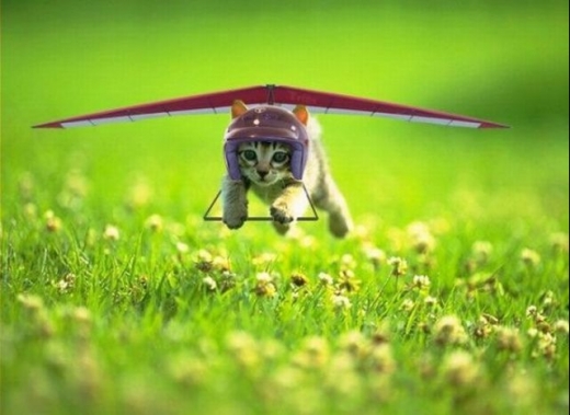 Flight Kitty