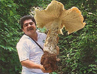 Giant Mushrooms