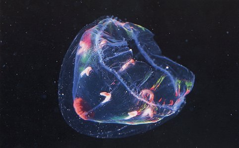 Coolest Jelly FIsh Gallery