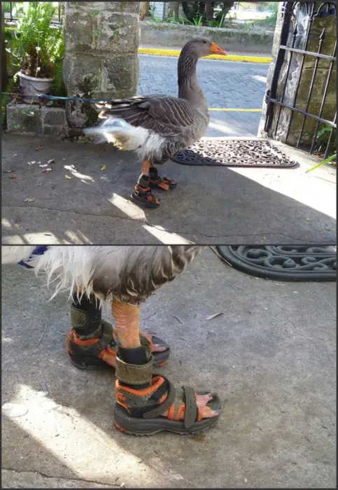 Goose with Sandals