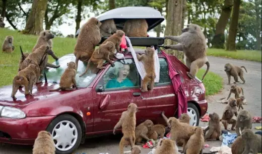 Baboon Attack