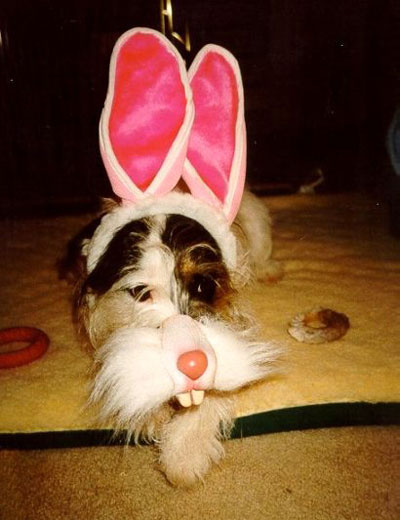 Easter Bunny Dressed Up Like a Dog