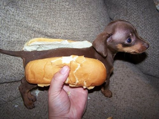 Funny Animal-Hot Dog