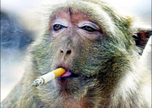 Animal Chain Smoker