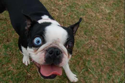 Boston Terrier Dog