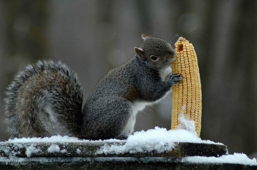 Squirrels Ahoy