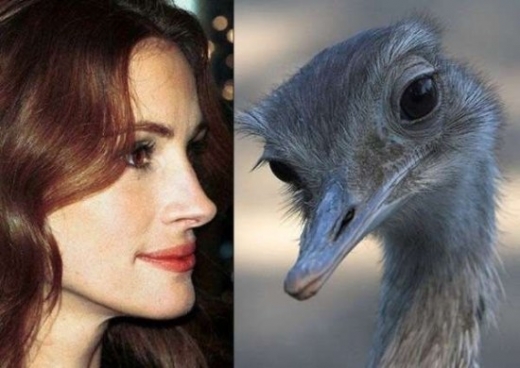 Celebrity Animal Look Alikes