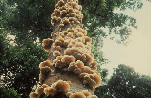 Giant Mushrooms