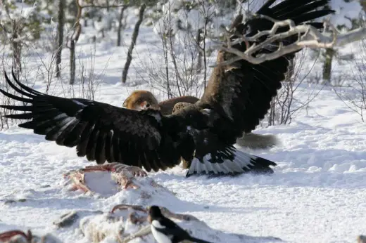 Eagle vs Fox