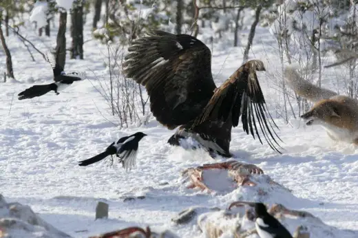 Eagle vs Fox