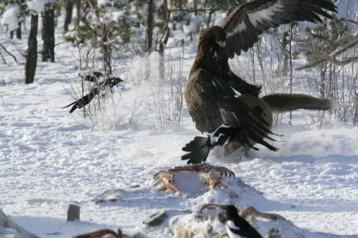 Eagle vs Fox